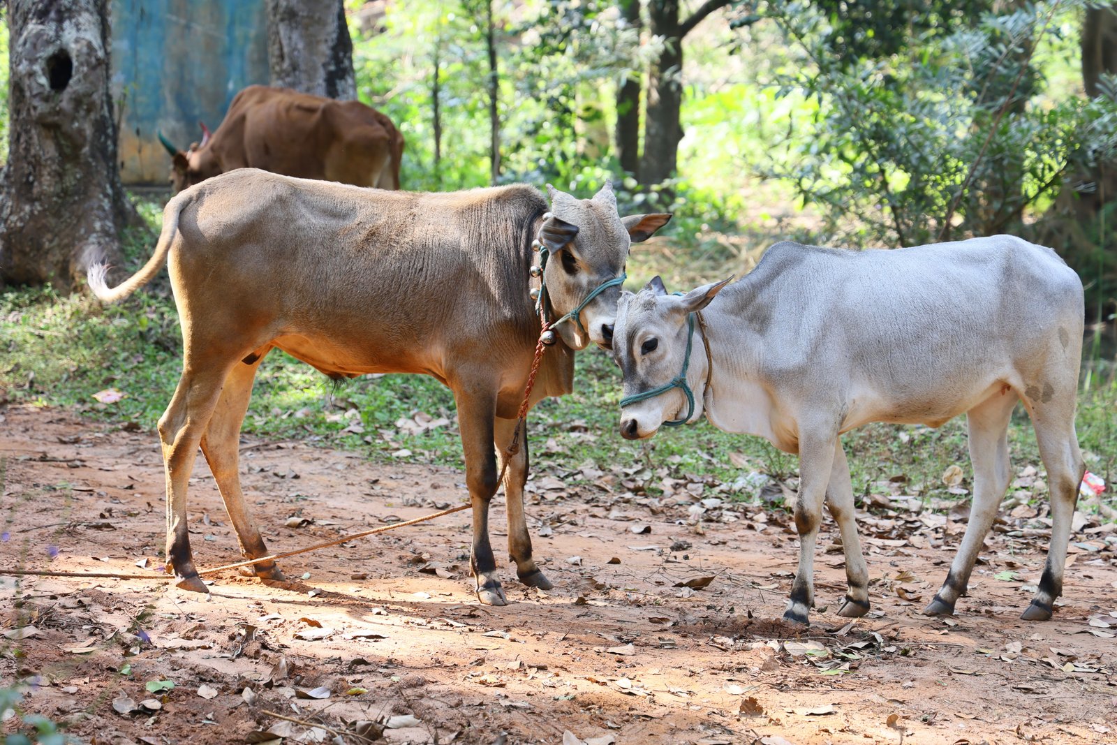 Protecting Indian cattle and street animals from plastic ingestion